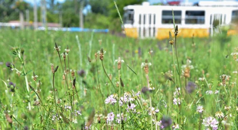 Már egy margitszigetnyi méhlegelő segíti Budapestet a klímaváltozás elleni harcban