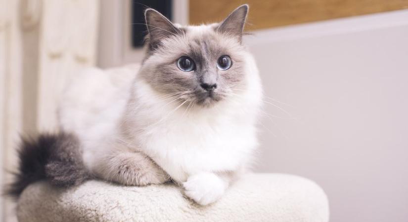 Látnod kell, milyen élvezettel úszkál ez a macska (videó)