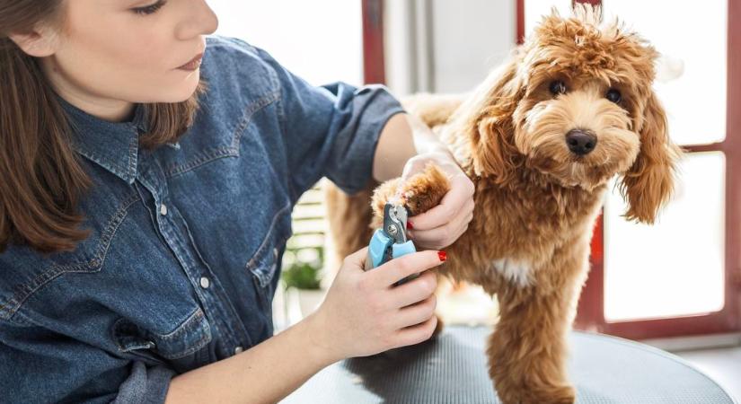 Ilyen gyakran kellene kozmetikushoz vinned a kutyád: nem csak esztétikai okból