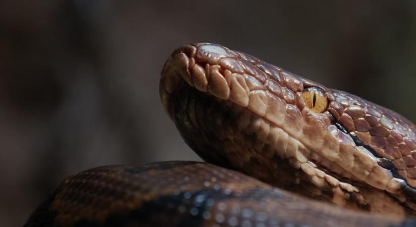 Egy 15 méteres kígyó uralhatta az ősi Indiát