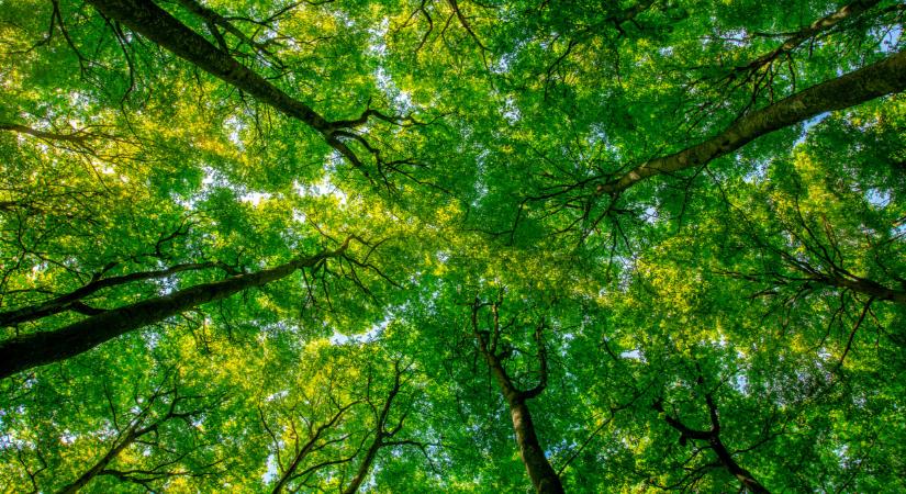 Milliós kincs lapulhat sok magyar kertjében: a legtöbben nem is tudnak róla