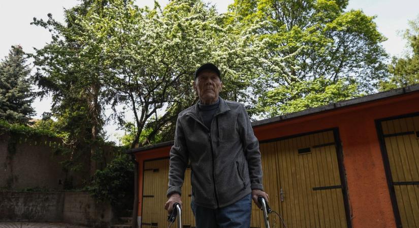 Hatalmas orgonabokor virágzik Győrben