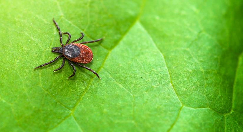 Zseniális és egyszerű módszer a kullancsok ellen: ez az erdészek titkos fegyvere