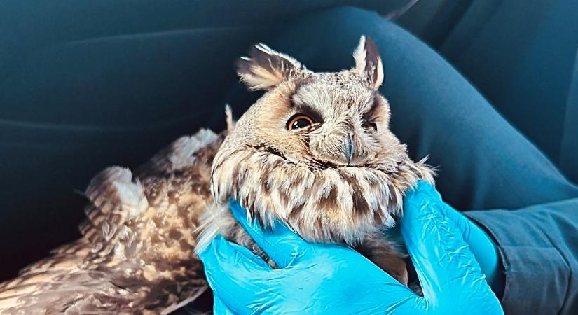 Ezért utazott egy bagoly az újfalui rendőrök autójában – fotókkal