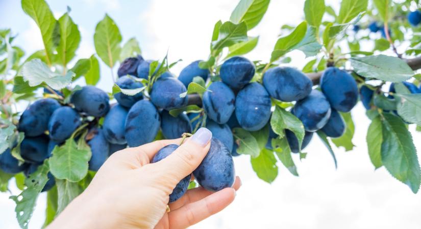 Mindenki ezt fát akarja a teraszára: nem teszi tönkre a burkolatot, és roskadozik a terméstől