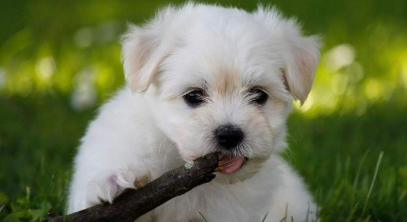 Minden gazdit érint: ezeken a Fejér megyei településeken össze kell gyűjteni a kutyákat