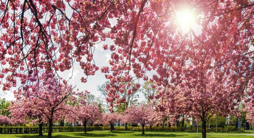 Ledöbbentek az időjósok is: pontosan ennyit kell még várnunk az igazi tavaszra