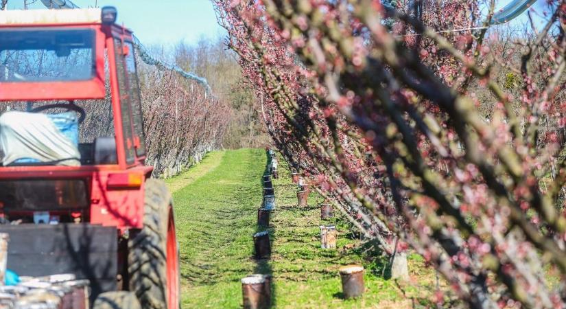 Rossz hír a gazdáknak: Heves megyében mérték a leghidegebbet éjszaka