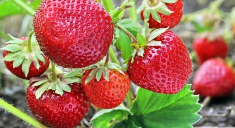 Szigorú razziát indít a hatóság, ezt ellenőrzik a szamócánál