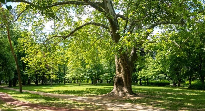 Permetezik Eger fáit: éjszakai növényvédelmi munkák kezdődnek május elején