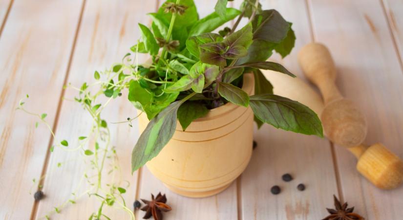 Vége a penésznek és a hangyáknak: Ez az olcsó fűszer megmenti a szobanövényeidet