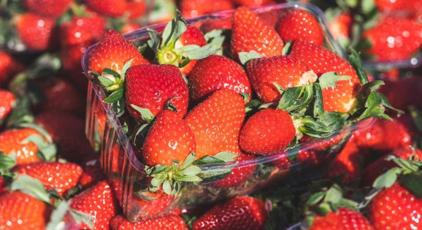 Minden tizedik szamóca elbukik, amikor kiszáll a hatóság