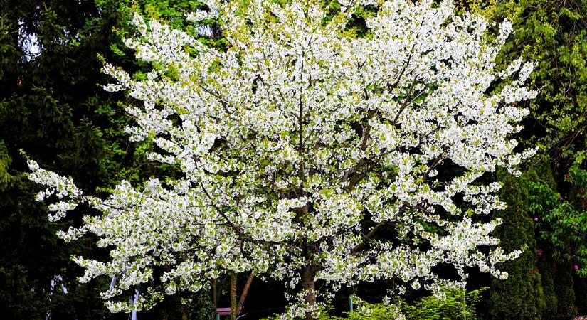 Fehér pompában a fák