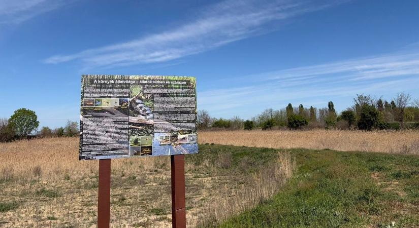 Több száz fát ültettek Sáránd környékén