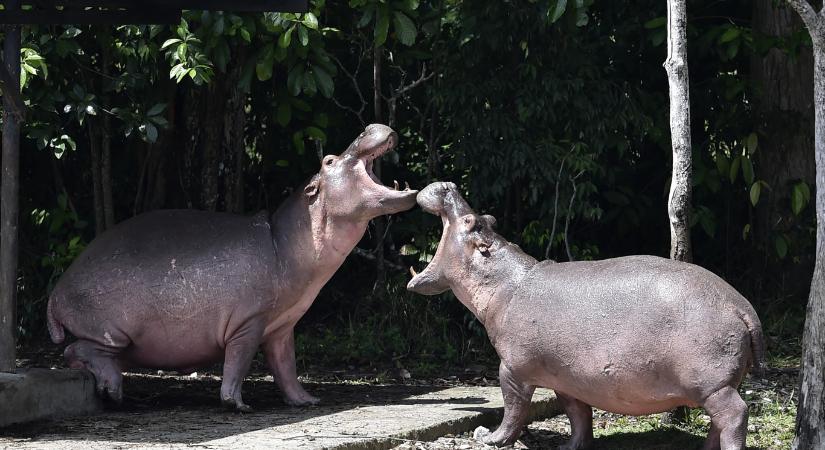 Indiai milliárdos fogadná be Pablo Escobar túlszaporodott vízilovait