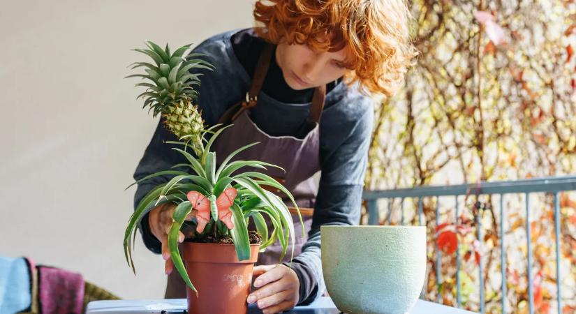 Ananász gyökereztetése otthon 5 egyszerű lépésben