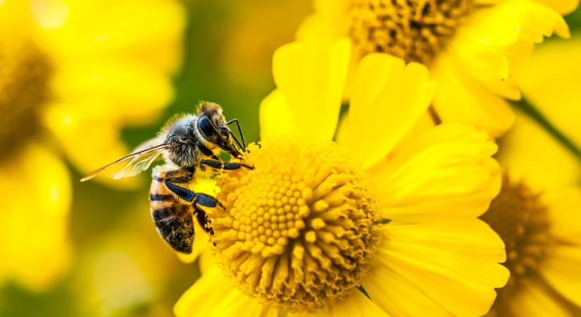 Katasztrófa felé rohan a világ, de Magyarország még megmenekülhet a bajtól