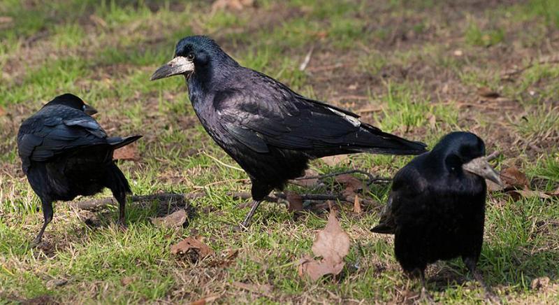 Kaposvár élére áll a vetési varjak elleni harcnak