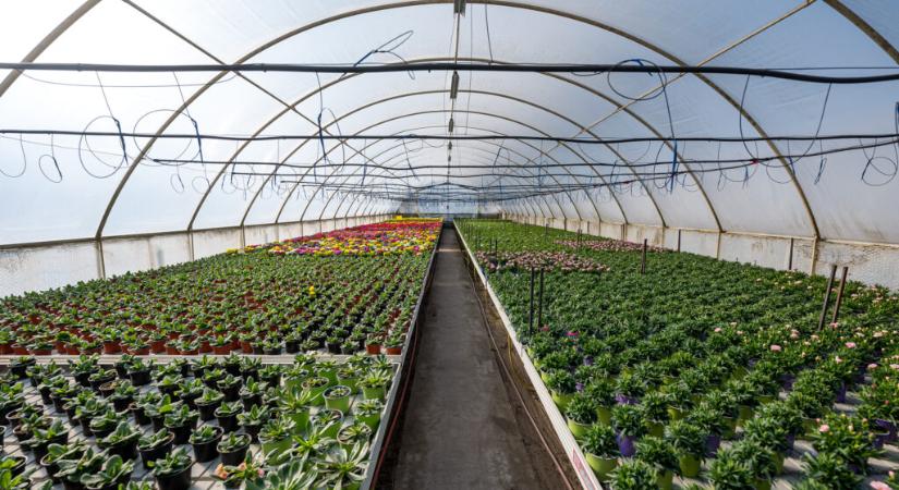 Berobbant az idei dísznövény-szezon, széles kínálattal várják a vásárlókat a magyar kertészetek