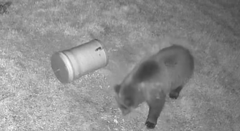 Medve járkál az erdei pihenőnél a Bükkben – Ezt tegyük, ha szembejön a veszélyes állat