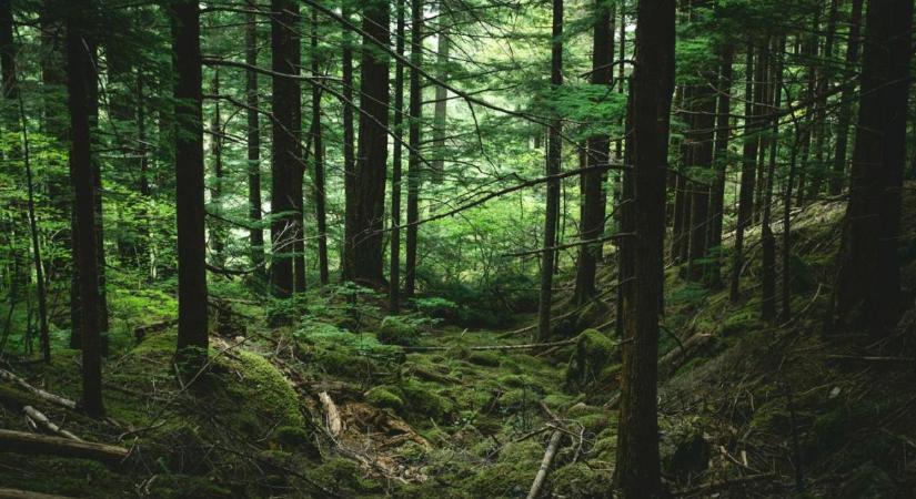 Hogyan kerülhetik el a gazdák a legnagyobb erdőgazdálkodási hibát?