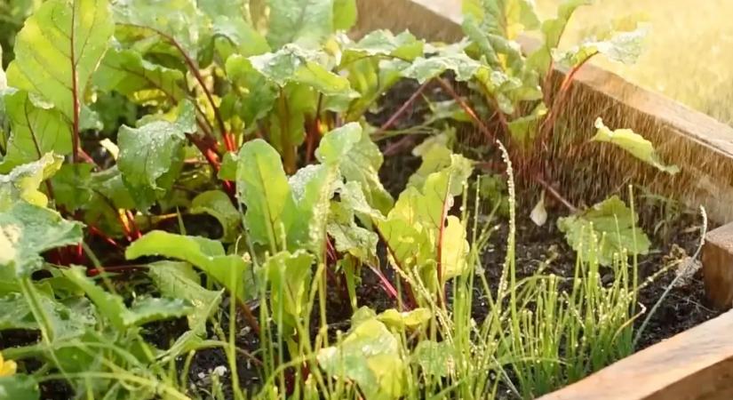 A kertész nem kertel: ezért nem hoz a veteményesed szépen termést