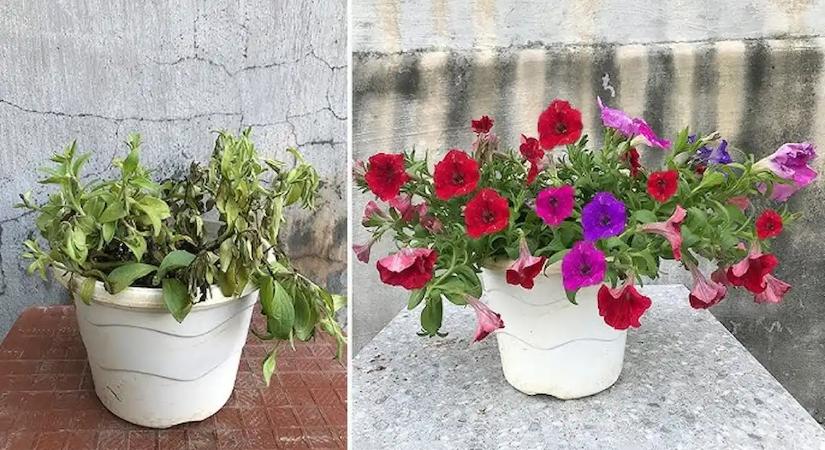 A profi kertészek elárulták: ezt öntsd a petúnia virágföldjébe, hogy kétszer annyi virágot hozzon