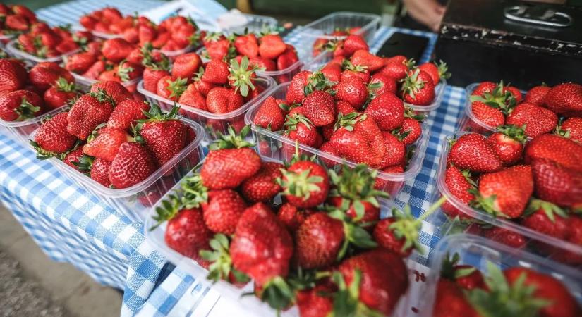 Indul az országos szamóca-ellenőrzés: tavaly minden tizedik tétel kifogásolható volt