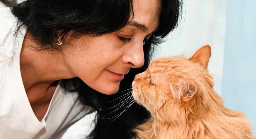 Ezt az érzékszervüket használják a macskák az emberi érzelmek megértéséhez