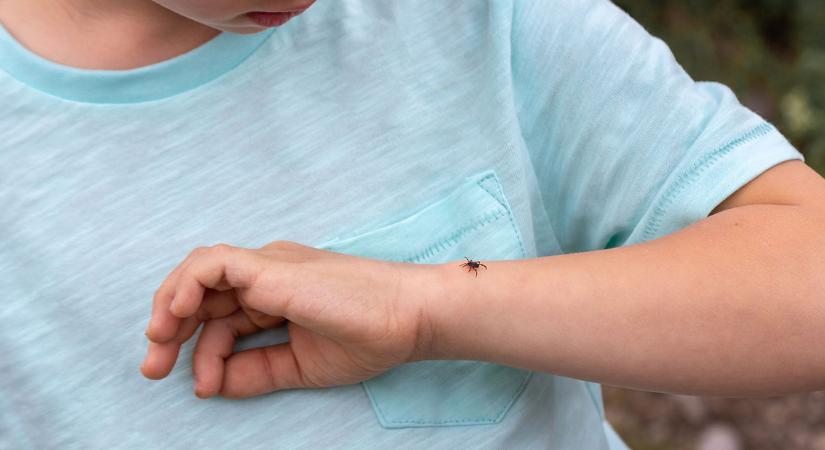 Meglepő módszer terjed: így távolíthatod el a kullancsokat még csípés előtt