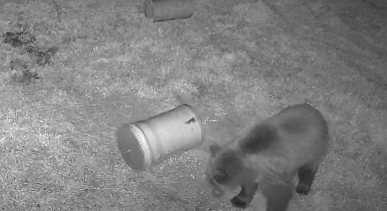 Medvét láttak Varbónál