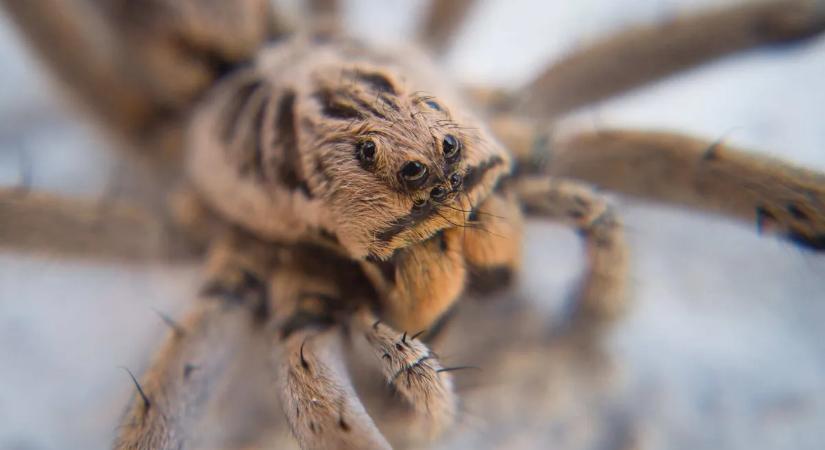 Sokk a kertekben: óriási, ugró pókok lepték el Magyarországot