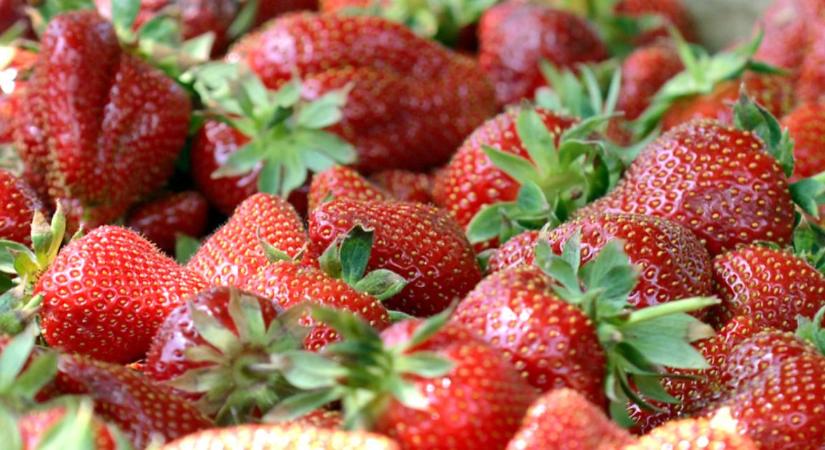 Országos szamóca-ellenőrzést indít a hatóság, az út menti árusokat is vizsgálják