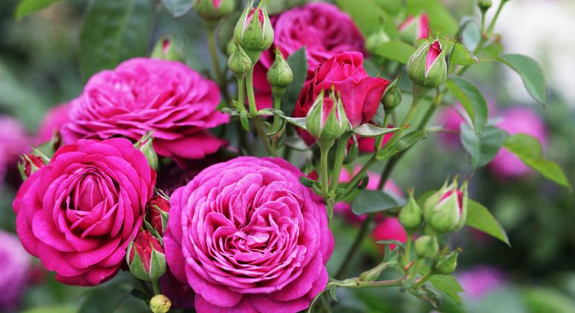 Napon belül nyit az ország legszebb rózsakertje