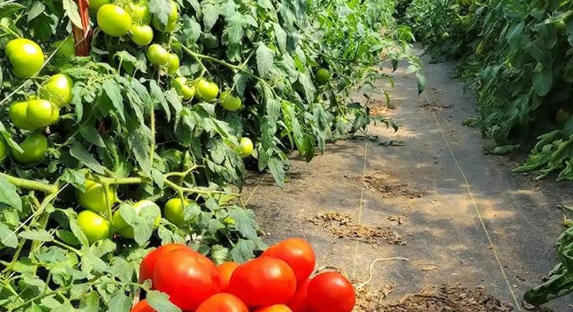 Ezzel a filléres keverékkel ötször annyi termésed lesz, mint a szomszédnak