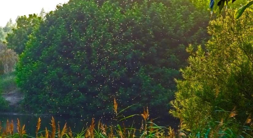 Kezdődik a hajsza a Balatonnál: már megjelentek a lárvák a vízben!