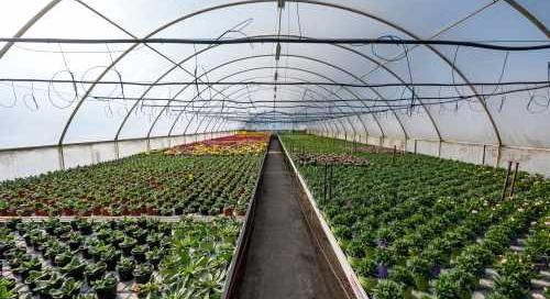 Berobbant az idei dísznövény-szezon