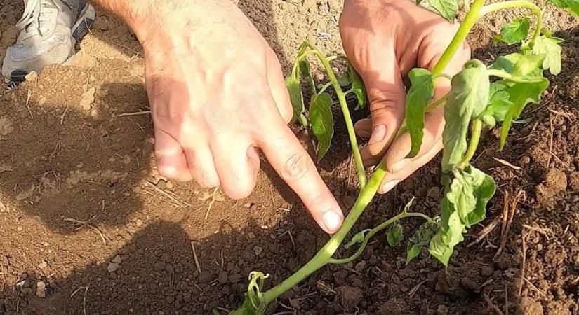 Ezért ültesd fektetve a paradicsom palántát