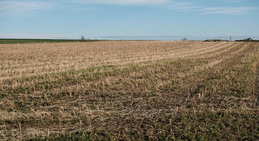 Hangágyú és vészharang a határban: száradnak a szántók, madarak tépik a veteményt