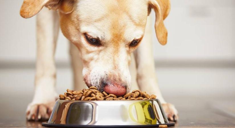 Ami kölyökként táplálta, felnőttként megbetegítheti: a kutyaetetés elfeledett szabálya