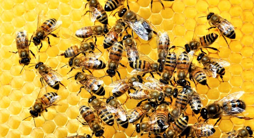 Április 30: A méhek napja