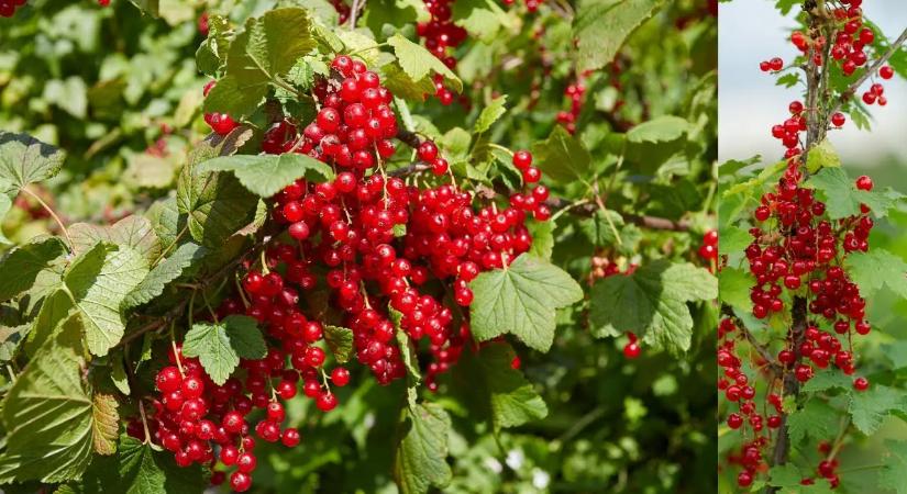 A legtöbben rosszul metszik a ribizlit: ne nyúlj hozzá metszőollóval, amíg nem tájékozódsz