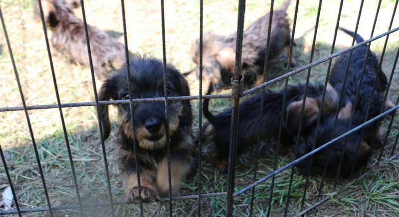 Végleg eltörölték az ebadót Kaposváron