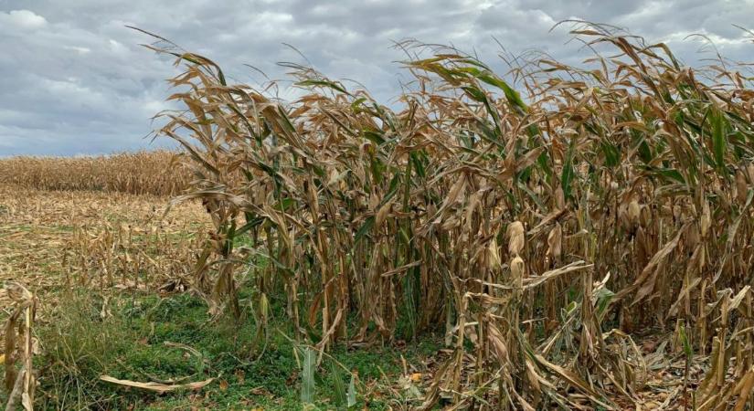 Aszály Magyarországon: veszélyben a termés és a gazdák jövője