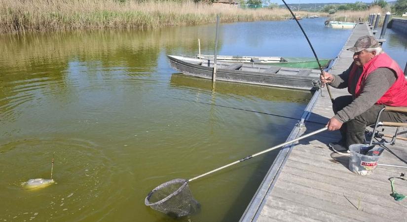 Feloldották a pontytilalmat a Velencei-tónál