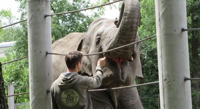 Csak 30 embernek sikerülhet: megnyílnak a Szegedi Vadaspark titkos ajtajai a látogatók előtt