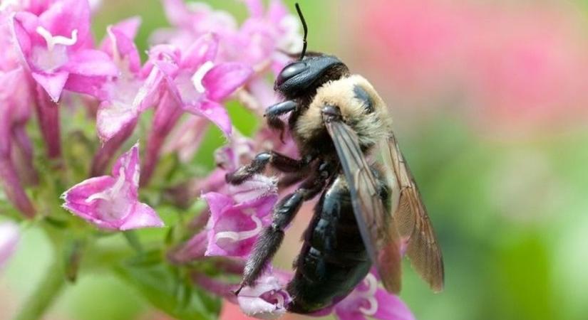 Zümmögő életmentők