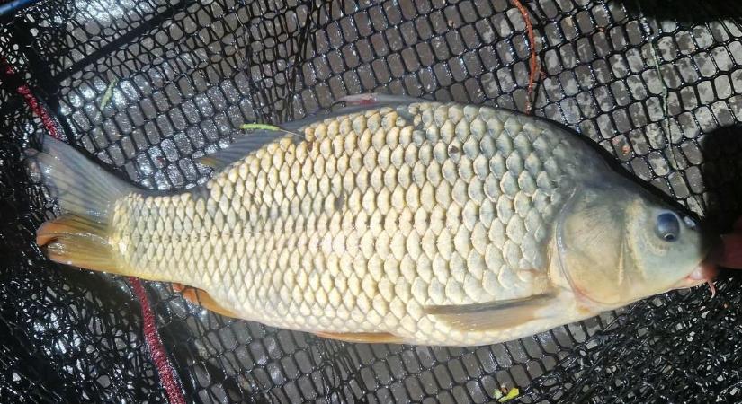 Nem mindennapi fogás Mártélyon: különleges pikkelyes akadt horogra