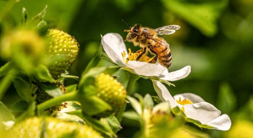 Miért annyira fontosak a méhek és mi történik, ha pusztulnak? Április 30. a méhek napja