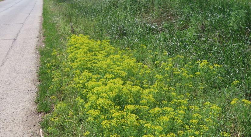 Most érdemes útnak indulni Székkutas felé, virágba borult minden az utak mentén